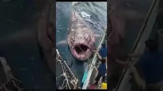 Crazy Fishing Day