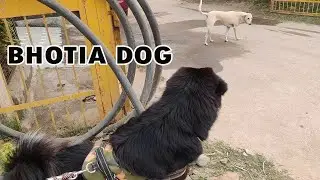 Black Bhotia Dog (Leo)