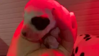Newborn Dalmatian puppies