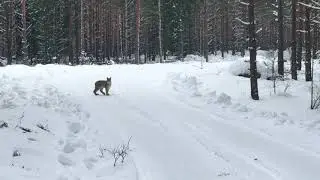 Lodjur i pass p&aring; harjakt