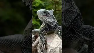 &ldquo;This Rare Animal Looks Unreal 😲 | Nature&rsquo;s Hidden Wonder&rdquo; #shorts