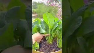 cutting the large multi colored corn cob and some leafy green vegetables using sharp metal shears