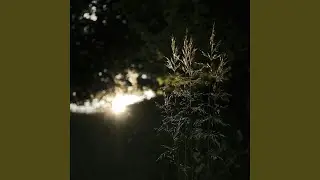 fyfaen du e deili // late nite ambient focus cut