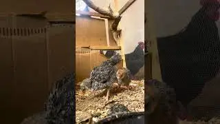 كتاكيت 🐥 بلايمونت روك سيلفر  اللهم بارك 