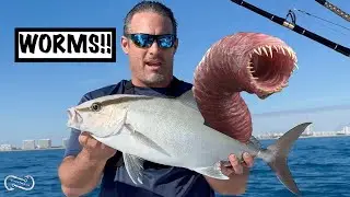 AMBERJACK WITH WORMS CATCH AND COOK   GETS MY DOG SICK!