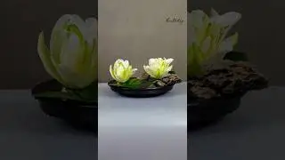 Shaped Like A White Lotus, Intimate And Never Separated, #youtubeshorts #viral #flowers