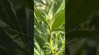 Cultivo Cannabis | Segunda Semana de Floraci&oacute;n #shorts #grow
