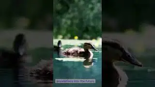 Satellite Tracking Duck Migration
