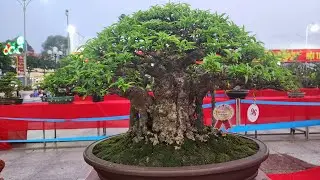 PAN CITY 592 🌺 Cây đạt giải Vàng, Cây trưng bày tại triễn lãm SVC Tp Sa Đéc mở rộng 2024 🦚
