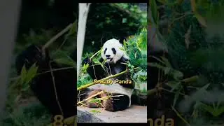 world most cutest baby 🤗☺animals#Animalloverworld #viral#comment urs#like