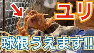 ユリの球根は深めに埋める？？【植え方】【たいよーまん】/球根の植え方/オリエンタルリリー