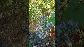 Bee Feeding on Blue Wood Aster Nectar in Toronto