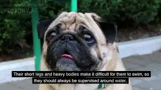 Pug Dogs -History of pug , Fun facts and characteristics