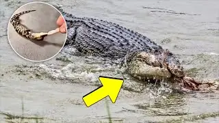 What Happens When a Crocodile Catches You? The Death Roll Breakdown! 🐊😨