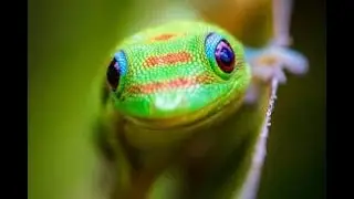 Gecko Lounge 2