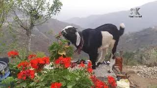 Funny Goat Eating Flowers