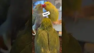 Get a room! 🤮 #talkingparrot #talkingbird #cuteanimals #funnyanimals #babyanimals #parrot #family