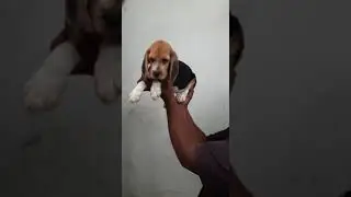 Beagle puppies - 7032882330 #puppy  #puppies #puppydog