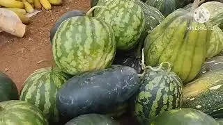 Local vegetables of Nagaland..