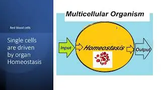Cell Homeostasis