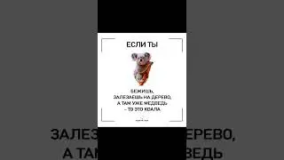 Мем про медведей