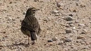 Australasian Pipit Takes a Dust Bath (Formerly known as Richard's Pipit.)