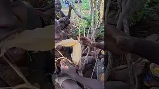 Hadza family fight for rare food #africa #hadzatribe #triballife #ancienttribes #travelvlog