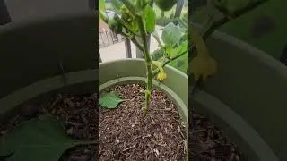 UPDATE: Bell Pepper buds turns yellow and fell off