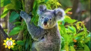 Beautiful Animals - Relaxing Music for Work, Study, Meditation, Mindfulness, Sleep🐦#shorts #trending