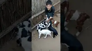 YouTube# short #video#goat