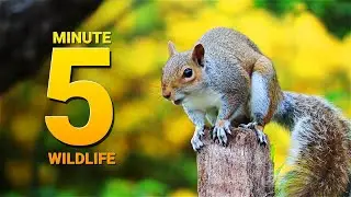 5 Minute Wildlife - A Mixture of Animals & Nature (Relaxing Video & Music)