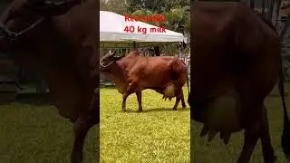 High milk red sindhi, Brazil #cow #dairyfarm #farming #animals #farm #bull