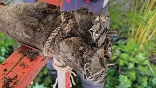 Cow Hoof Rescue and Relaxation Extracting Screws from a Cow's Foot