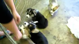 8 Week Old Corgi puppies