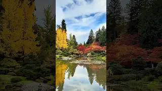 Filmed on October 25&mdash;fall foliage went crazy 🍁🍂 #seattle #pnw #fall #washington #october