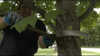 Tree Maintenance Tips | HouseSmarts &ndash; Episode 214