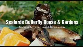 Seaforde Butterfly House & Lost In The Maze - Co Down - Northern Ireland