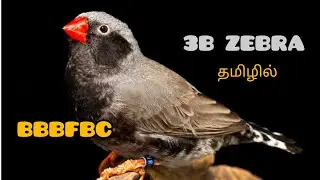 BBBFBC ZEBRA MUTATION|3B ZEBRA|EXOTIC BLACK FINCH