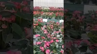 Anthurium variety thar siamna... Amsterdam