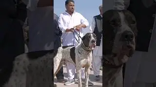 Famous bully kutta  ,#youtubeshorts #shorts
