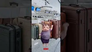 Top 3 Travel Memes 😅 ... Wait for the 3rd one 🤣🤣#meow #cats #travel