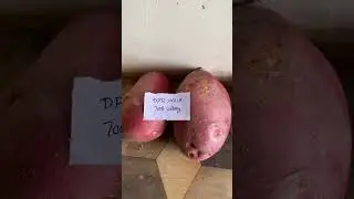 All Varieties of Potato in Pipli Mandi Kurukshetra Haryana like Pukhraj, Diamond, Santana, K Mohan.