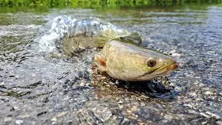 amazing fishing - catching a lot of fish on the road at field by hand a fisherman skill