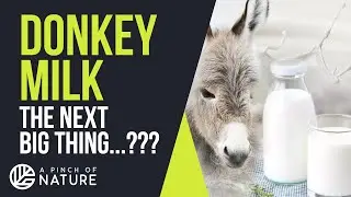 DONKEY MILK - The Next Big Thing...???
