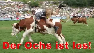 Doku Ochsenrennen: Im oberbayerischen Haunshofen wurde buchst&auml;blich der Ochs losgelassen