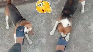 Beagle Dog Playing And Fighting