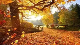 Free stock videos [ No Copyright] Autumn Vibes