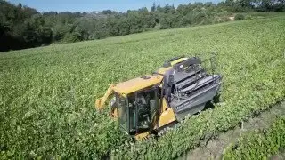 Tenuta del Buonamico, Vendemmia