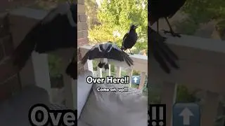 How to train Wild Magpies | Watch this to see how!