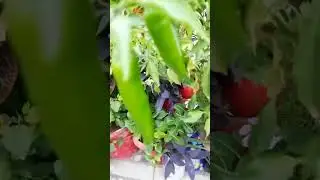 how to grow chilli, Mitch plant #shrots #chilliplant
